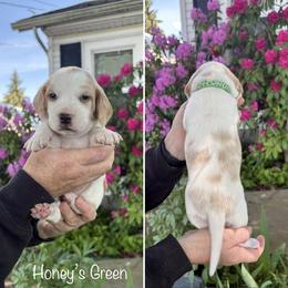 Girl 1 - female Beagle puppy in Brownsville, Oregon from Beagles on the Run