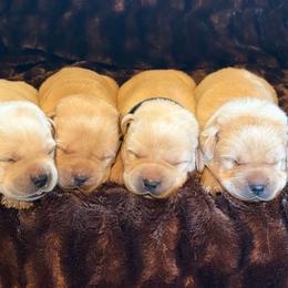 Boy 4 - Yellow male Labrador Retriever puppy in Beavercreek, Oregon from Sweetwater Spring Labradors