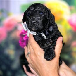 Cruiser - Brindle male Poodle puppy in Springfield, Oregon from Valaurah Farms