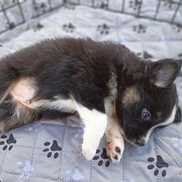 Flint (grey) - Black tri-color male Australian Shepherd puppy in Okeechobee, Florida from Rothsolid Puppies