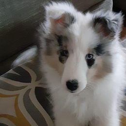 Shetland Sheepdogs from Borthwick Shelties