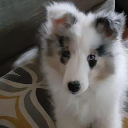 Shetland Sheepdogs from Borthwick Shelties