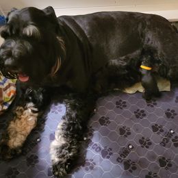 Giant Schnauzer Puppies from House of Roth Giant Schnauzers
