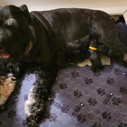 Giant Schnauzer Puppies from House of Roth Giant Schnauzers
