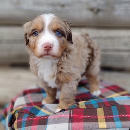 Frodo - male Australian Mountain Doodle puppy in Randolph, Utah from Dry Canyon Pups
