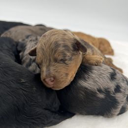 Cockapoo and Goldendoodle Puppies from My Forever Best Friend