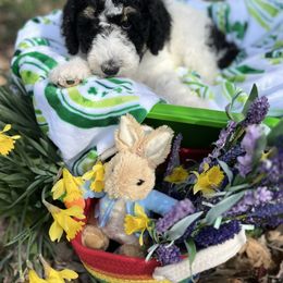 Bernedoodle Puppies from Doodles & Spice