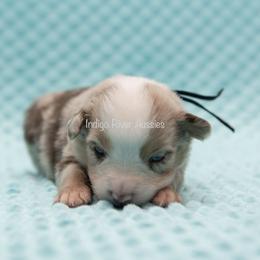 Kenickie - Red merle male Miniature Australian Shepherd puppy in Lacombe, Louisiana from Indigo River Toy & Mini Aussies