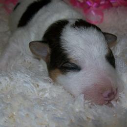 Wire Fox Terriers from LT Wire Fox Terriers