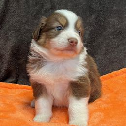 Blessing - Red tri-color male Miniature American Shepherd puppy in Plant City, Florida from Osborne & Stormborn FL Kennels