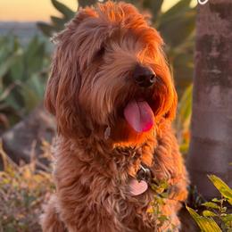 Whiskey - Australian Labradoodle