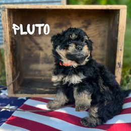 Bernedoodle Puppies from Cobble Creek Puppies