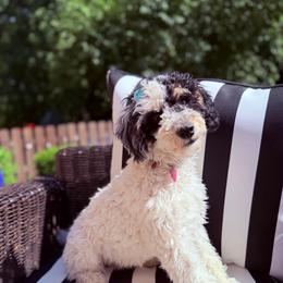Sugar - Tri-color female Bernedoodle puppy in Sherman, Illinois from Shirl Doodle Life