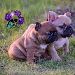 French Bulldogs from Rimix Frenchies