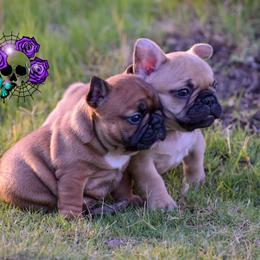 French Bulldogs from Rimix Frenchies