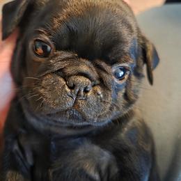 Hope - Black female Pug puppy in Madera, California from Hills Pugs