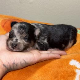 Max - Black and tan male Pomeranian puppy in Okmulgee, Oklahoma from 918 Pomeranians