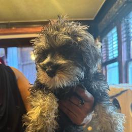 Remy (pink collar) - Black female Miniature Schnauzer puppy in Chicago, Illinois from Cuddly Cutts Pets