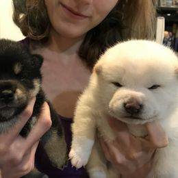 Shiba Inu Puppies from Boomlay Shiba