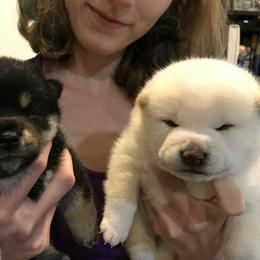 Shiba Inu Puppies from Boomlay Shiba
