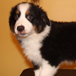 Boy 4 - Miniature Australian Shepherd puppy in Corydon, Indiana from Arbuckle’s Lookin Good Aussies (LGA)
