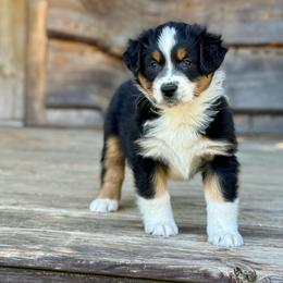 Boone Brown - Black tri-color male Australian Shepherd puppy in Statesville, North Carolina from Charming Australian Shepherds