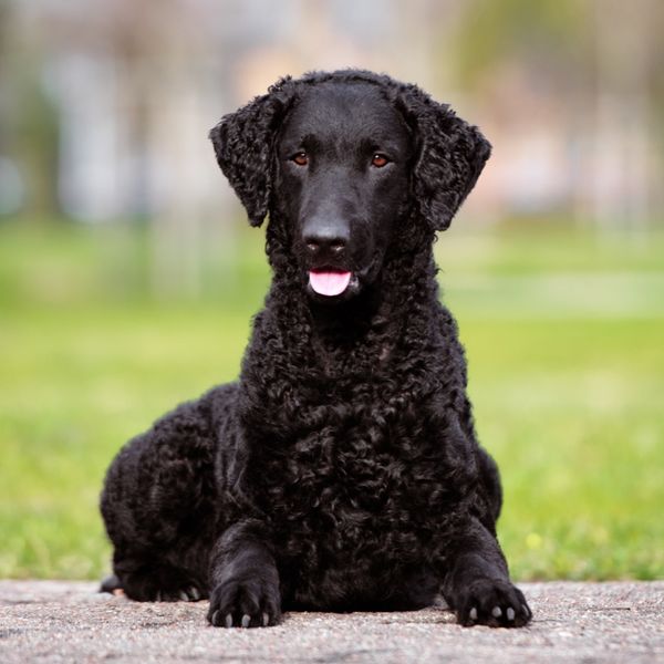 Curly-Coated Retriever