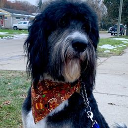 Moose - Bernedoodle