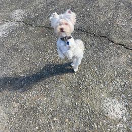 Milo - Yorkshire Terrier