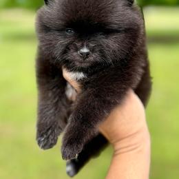 CRUELLA - Black female Pomeranian puppy in Willis, Texas from Treasured Jewels Pomeranians