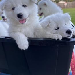Samoyed Puppies from Southern Roux Samoyeds