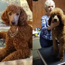 Poodle All Grown Up from Whiteaker's Standard Poodles