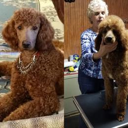 Poodle All Grown Up from Whiteaker's Standard Poodles
