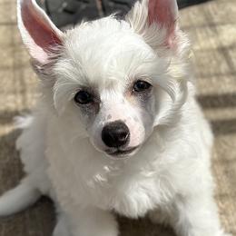 Super Happy Puff Boy - White male Chinese Crested puppy in Tomball, Texas from Gracieux Chinese Cresteds