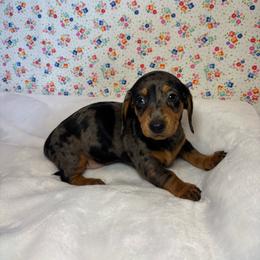 Joy - Dapple female Dachshund puppy in Mountain Grove, Missouri from Happy Hounds