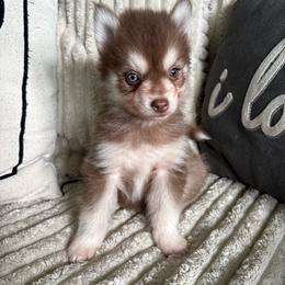 Ember - Chocolate female Pomsky puppy in Valparaiso, Indiana from Valparaiso Pomskys