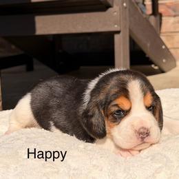 Happy - Black tan and white female Beagle puppy in Mansfield, Missouri from Rippee Creek Kennel