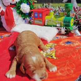 Boots - Red male Cavapoo puppy in Dallas, Texas from Halo's Heroes Doodles