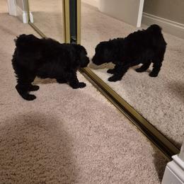 Cavapoo, Cockapoo, Maltipoo, and Poodle Puppies from Heavenly Puppies to Love