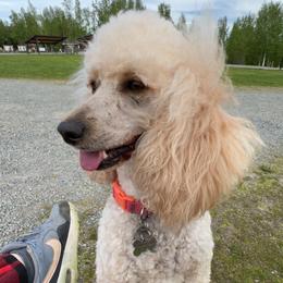 Cinderella - Poodle