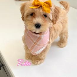 Rita - Apricot female Maltipoo puppy in Buford, Georgia from Petite Posh Puppies