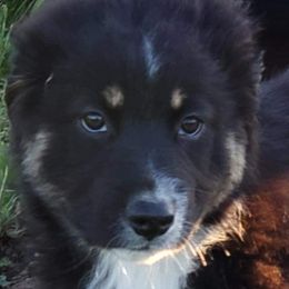 Birch - Black tri-color Australian Shepherd puppy in Nezperce, Idaho from Willow Creek Farm