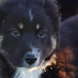 Birch - Black tri-color Australian Shepherd puppy in Nezperce, Idaho from Willow Creek Farm