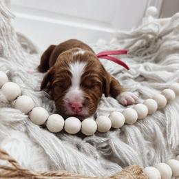 Pink Girl - Red  female Goldendoodle puppy in Beecher, Illinois from Cherry Lane Doodles