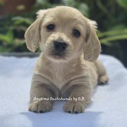 Amelia - Cream female Dachshund puppy in Ben Wheeler, Texas from Anytime Dachshunds by D.B.
