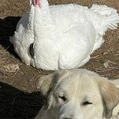 Colorado Mountain Dog Puppies from Mill Iron Farms