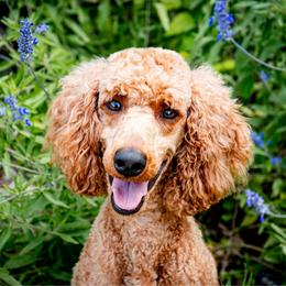 Allison - Poodle