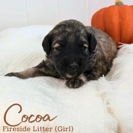 Cocoa - Sable female Goldendoodle puppy in Livermore, Colorado from Heritage Hills Family Doodles