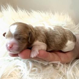 Jellybean - Blenheim female Cavapoo puppy in Greenville, South Carolina from Reedy River Doodles
