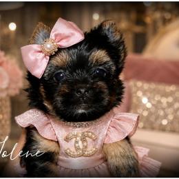Jolene - Black and tan female Yorkshire Terrier puppy in Warren, Michigan from Danielle's Yorkie Babies